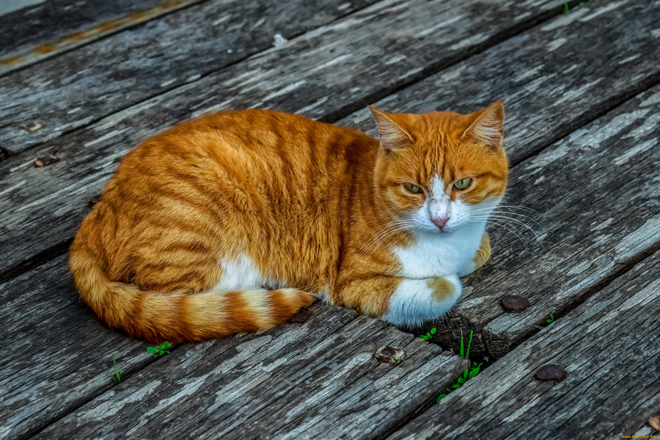 Рыжая полосатая кошка. Рыжий полосатый кот порода. Европейская короткошерстная табби рыжий. Рыжие полосатые коты.